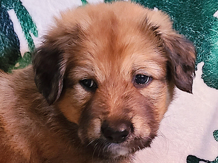 chinook puppy